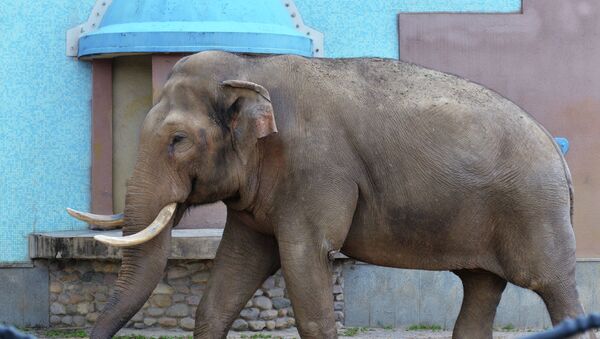Слон в зоопарке. Архивное фото - Sputnik Кыргызстан