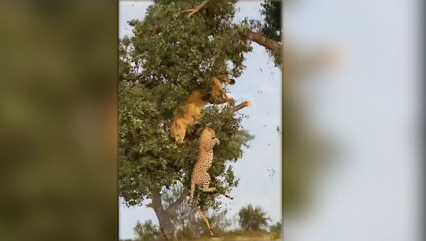 Леопард и львица свалились с верхушки дерева, не поделив добычу. Видео - Sputnik Кыргызстан