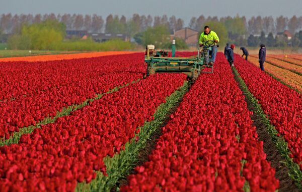 Тюльпановое поле в Бельгии - Sputnik Кыргызстан