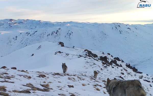 Волки, запечатленные фотоловушкой в Кочкорском районе - Sputnik Кыргызстан