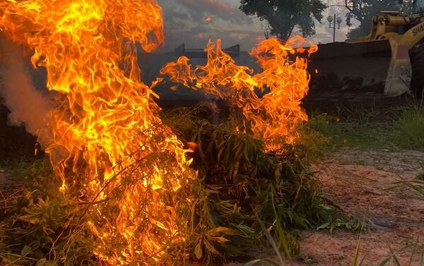 Наркоборцы выехали на место, выкорчевали растение с помощью трактора и сожгли его - Sputnik Кыргызстан
