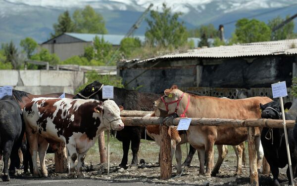 Его производственная мощность составит 500 голов мелкого рогатого и 100 голов крупного рогатого скота в сутки - Sputnik Кыргызстан