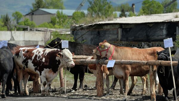 Скот на территории мясокомбината. Архивное фото - Sputnik Кыргызстан