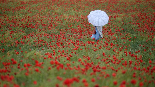 Девушка с зонтиком гуляет на маковом поле. Архивное фото - Sputnik Кыргызстан