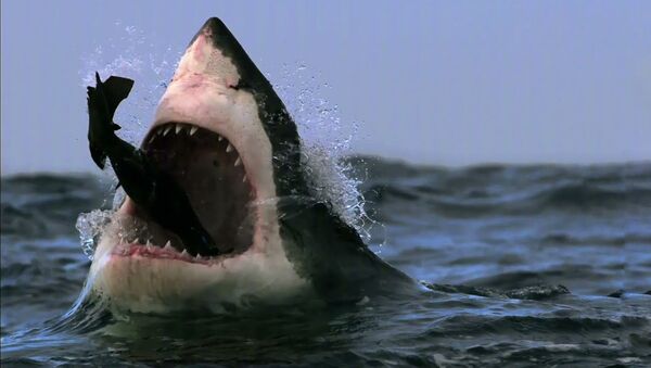 Эффектная охота большой белой акулы на морского котика — уникальное видео - Sputnik Кыргызстан
