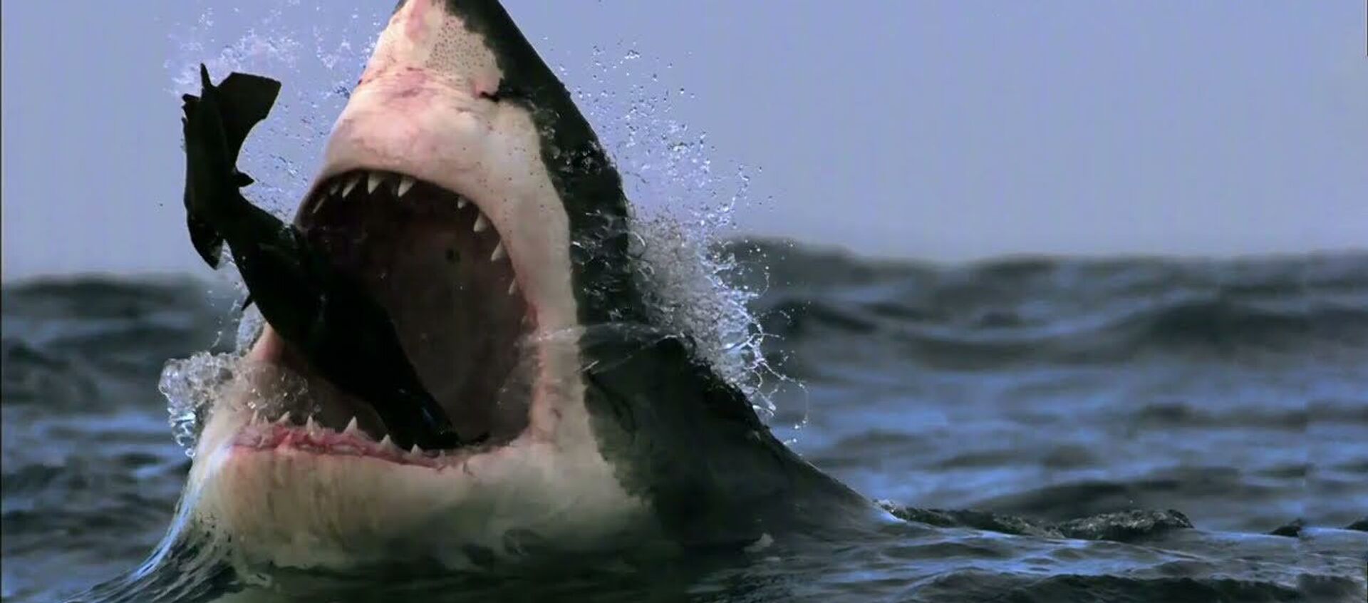 Эффектная охота большой белой акулы на морского котика — уникальное видео - Sputnik Кыргызстан, 1920, 26.08.2021