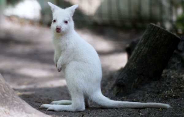 Кенгурёнок-альбинос родился в зоопарке в Казани - Sputnik Кыргызстан