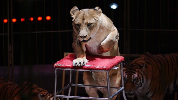 Львица на арене цирка. Архивное фото - Sputnik Кыргызстан