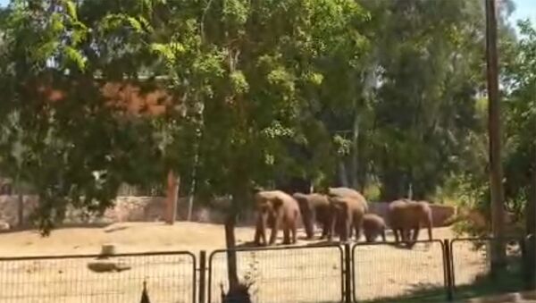 Слоны в зоопарке Тель-Авива защищают детеныша при ракетных атаках — видео - Sputnik Кыргызстан