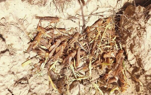 В Баткенской области на площади 4 300 гектаров обнаружены очаги саранчи - Sputnik Кыргызстан