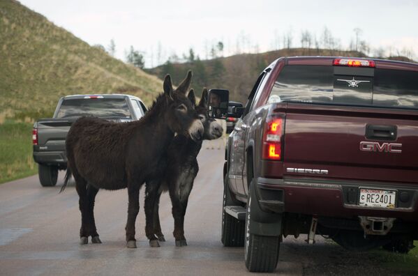 Пара осликов останавливают автомобилиста, чтобы перекусить на кольцевой дороге дикой природы в государственном парке Касте, штат Южная Дакота - Sputnik Кыргызстан