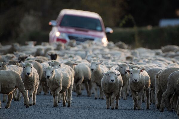 Стадо овец, пасущееся по дороге в Эшбертоне, Новая Зеландия  - Sputnik Кыргызстан