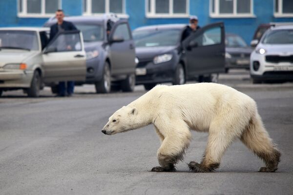 Бродячий белый медведь идет по дороге на окраине российского промышленного города Норильска - Sputnik Кыргызстан