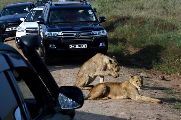 Две львицы отдыхают на обочине дороги в национальном парке Найроби - Sputnik Кыргызстан