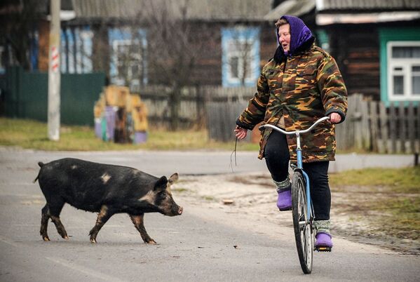 Женщина на велосипеде обращается к свинье, переходящей дорогу в селе Тонеж, Белоруссия  - Sputnik Кыргызстан