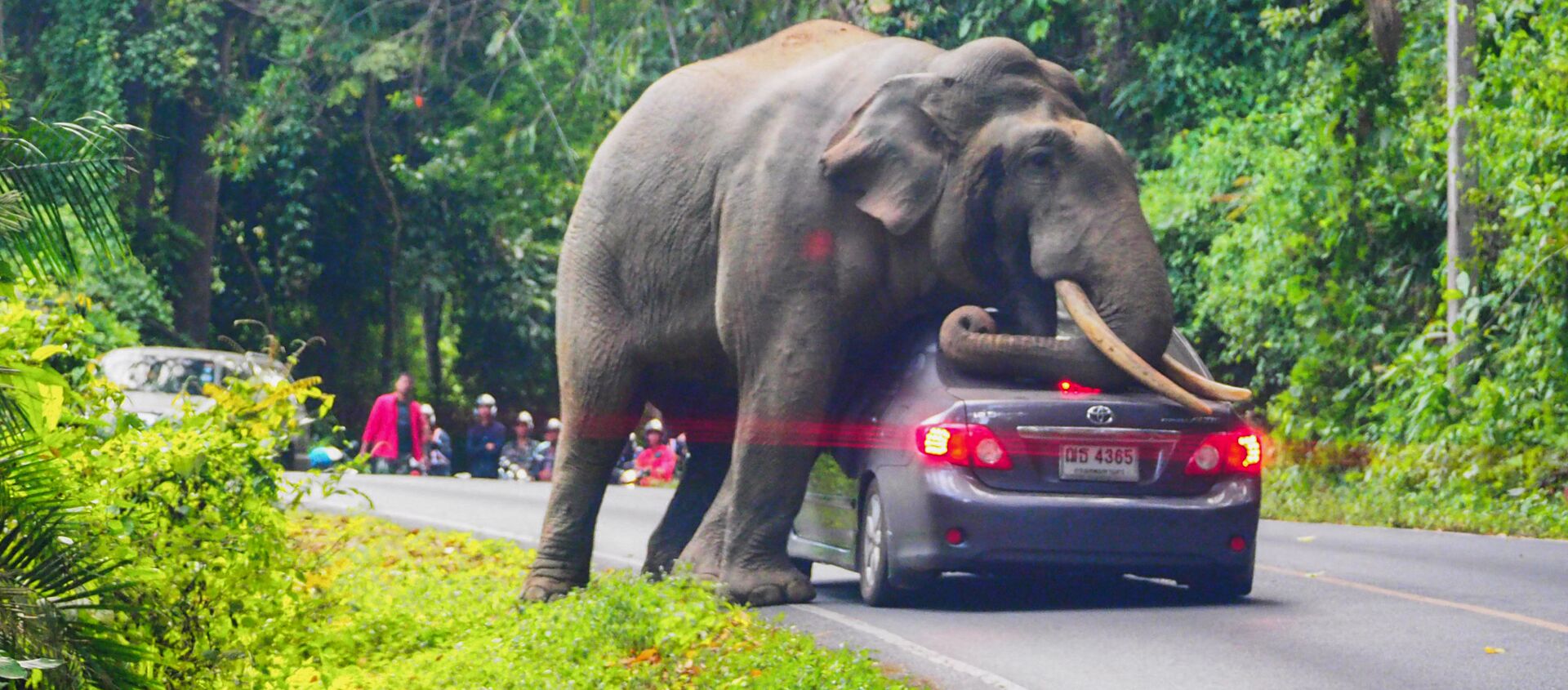 Дикий слон останавливает машину на дороге в национальном парке Кхао Яй в провинции Накхонратчасима в Таиланде - Sputnik Кыргызстан, 1920, 28.05.2021