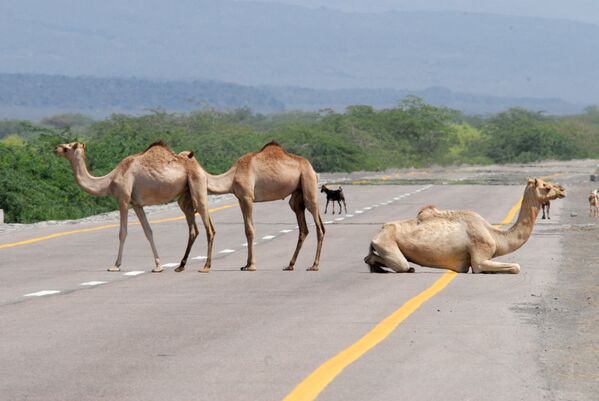 Верблюды отдыхают на главной новой прибрежной дороге между Абьяном и провинцией Шабва, Йемен  - Sputnik Кыргызстан