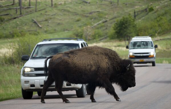 Бизон движется по кольцевой дороге дикой природы в государственном парке Кастер, штат Южная Дакота - Sputnik Кыргызстан