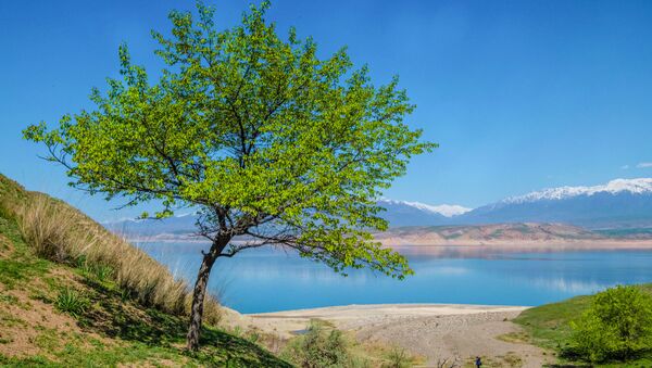 Цветущее дерево на фоне Токтогульского водохранилища. Архивное фото - Sputnik Кыргызстан