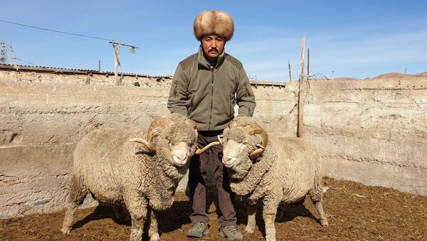 Животновод из Тонского района Иссык-Кульской области Баатырбек Акматов. Архивное фото - Sputnik Кыргызстан