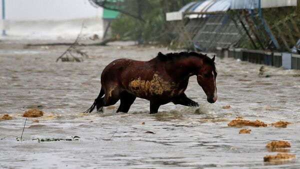 Наводнение Западной Бенгалии в Индии - Sputnik Кыргызстан