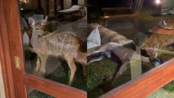 Наглая гиена напала на антилопу прямо в отеле на глазах у туристов — видео - Sputnik Кыргызстан