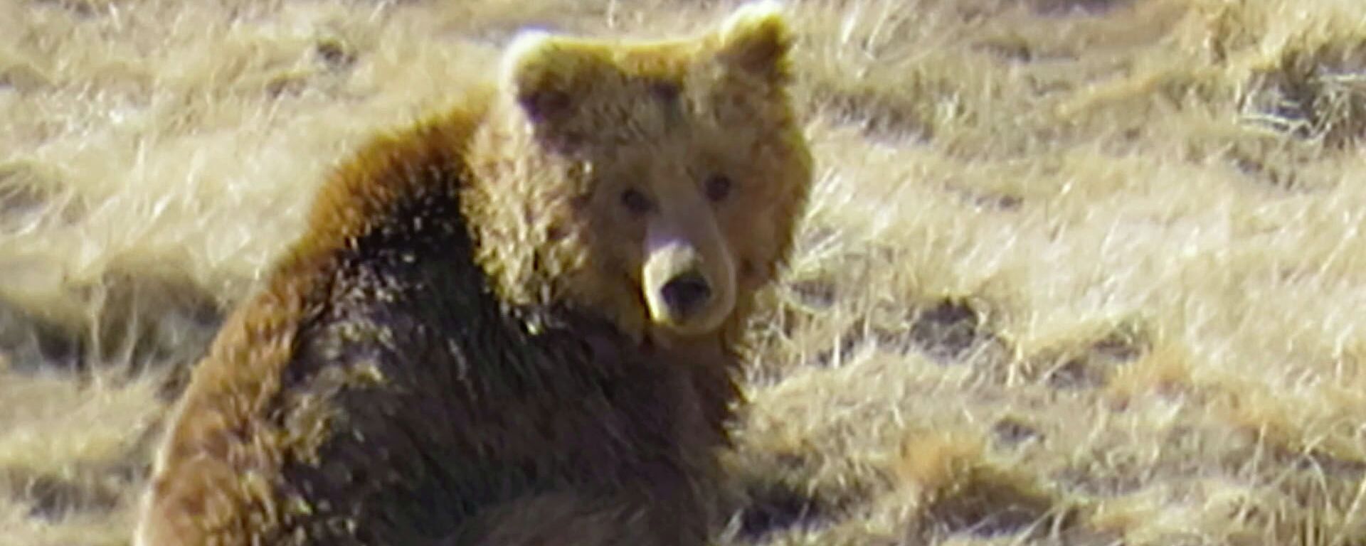 Кыргызстанец снял медведя в Иссык-Кульской области — уникальное видео - Sputnik Кыргызстан, 1920, 03.06.2021