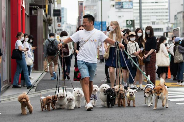 Выгул собак в Токио - Sputnik Кыргызстан