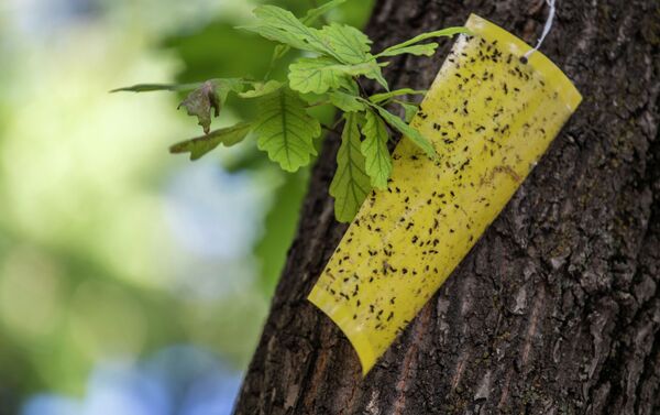 Феромонные ловушки, установленные на деревьях в начале мае, показали эффективность против дубового минирующего пилильщика - Sputnik Кыргызстан