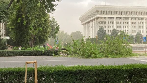 Дерево возле здания Жогорку Кенеша упавшее из-за сильного ветра - Sputnik Кыргызстан