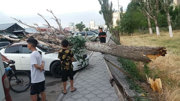Дерево, упавшее из-за сильного ветра на машину возле Орто-Сайского рынка в Бишкеке - Sputnik Кыргызстан