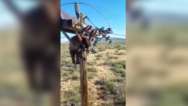 В США медведь забрался на столб линии электропередачи и застрял. Видео - Sputnik Кыргызстан
