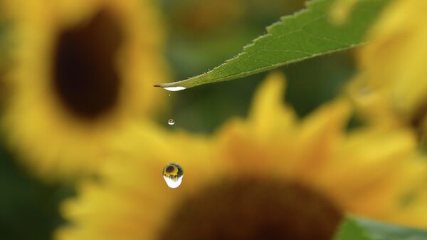 Капля дождя падает с листа подсолнуха на поле. Архивное фото - Sputnik Кыргызстан