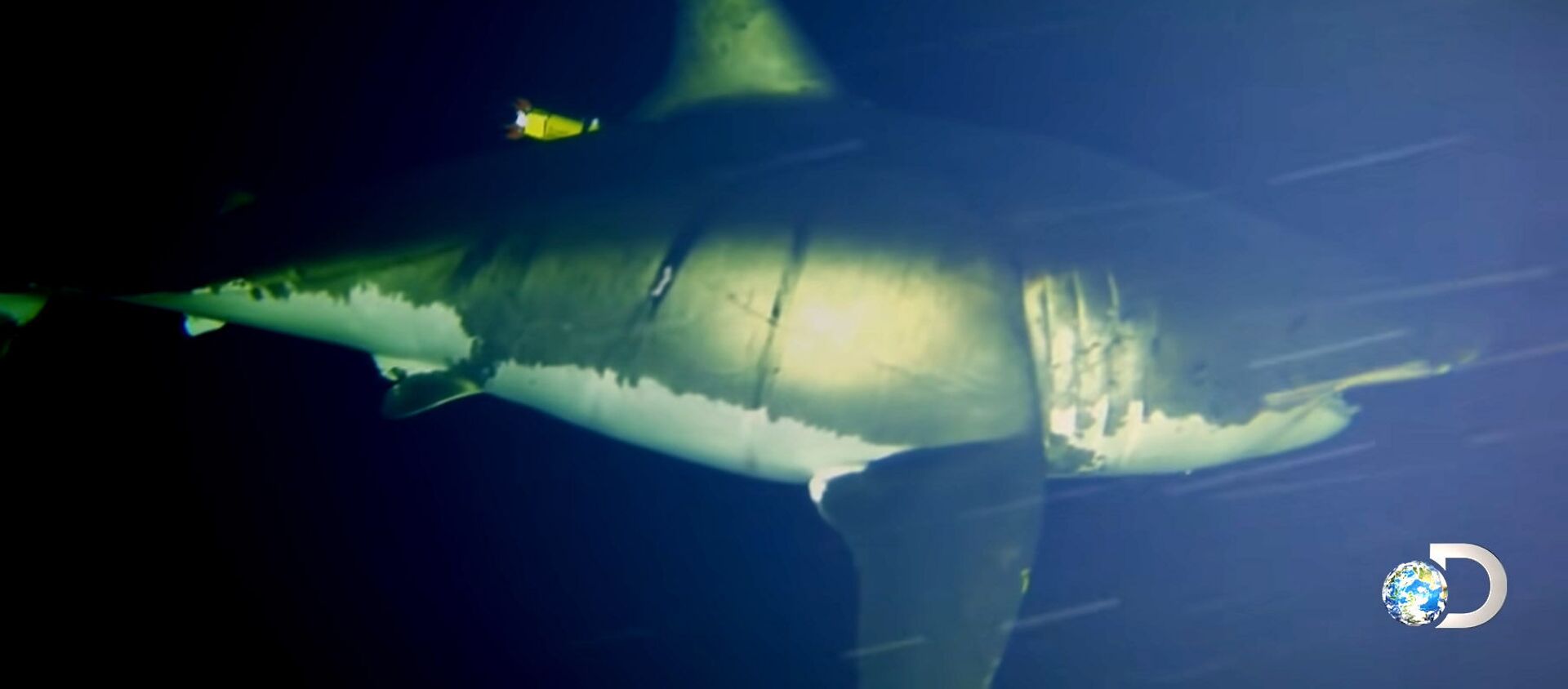 Сүзүп бара жатып уктаган акуланын видеосу - Sputnik Кыргызстан, 1920, 20.06.2021