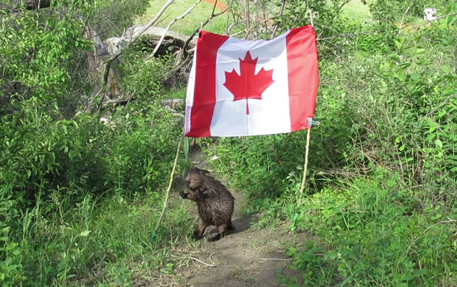 Украсть флаг. Национальное животное Канады. Бобер с флагом. Бобер с флагом Канады. Бобры с флагом России.