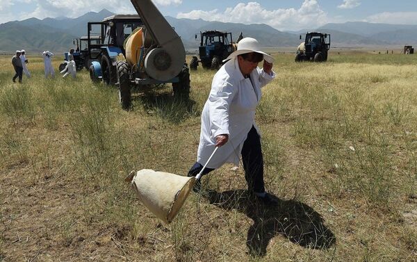 Кыргызстанда азык-түлүк коопсуздугуна коркунуч жаратып жаткан зыянкеч чегирткелерге каршы күрөш жүрүүдө. - Sputnik Кыргызстан