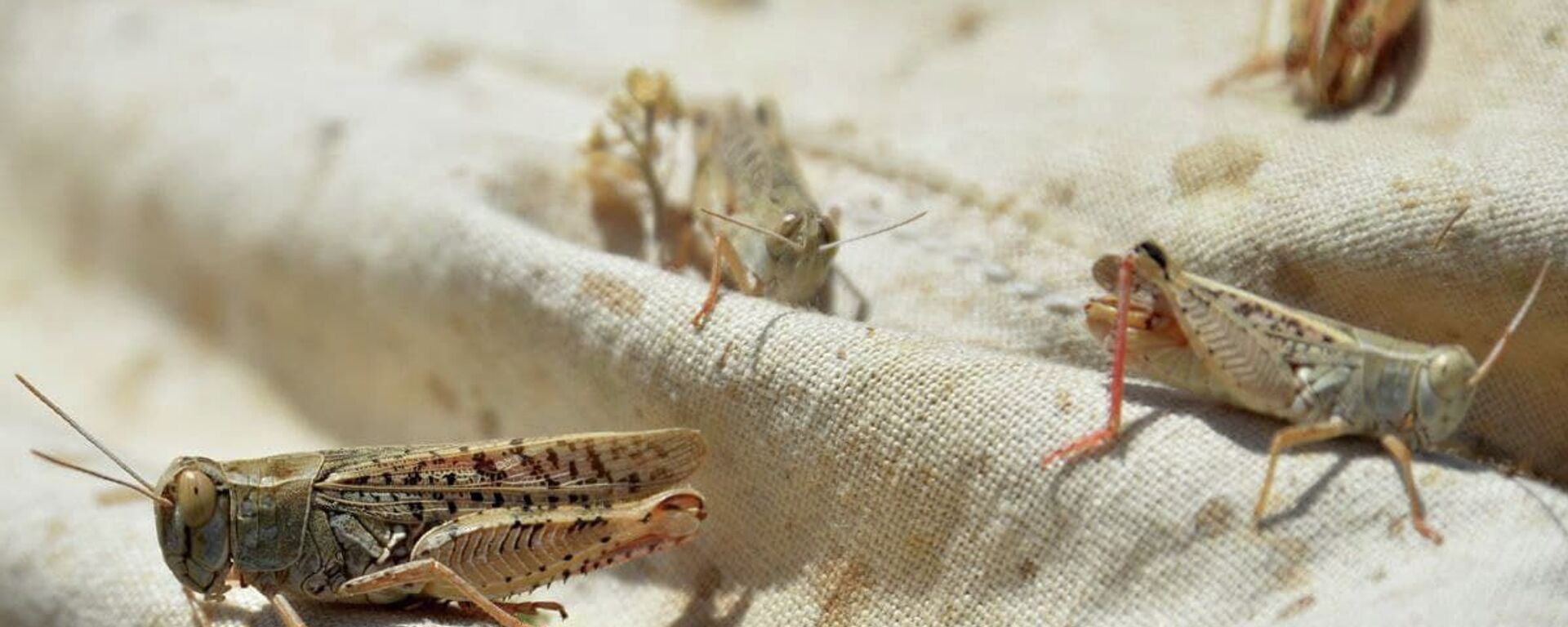 Чегиртке - Sputnik Кыргызстан, 1920, 25.04.2026