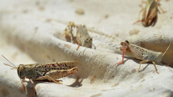 Чегиртке - Sputnik Кыргызстан