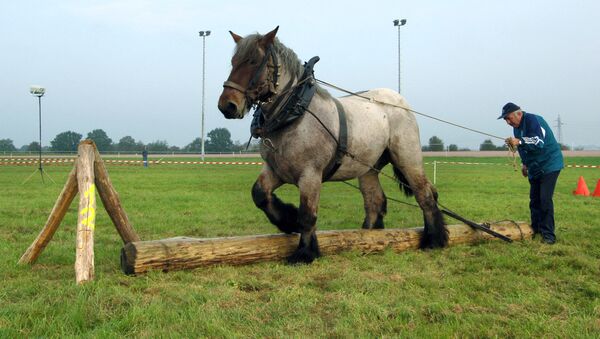 Разведение лошадей породы брабансон в Франции - Sputnik Кыргызстан