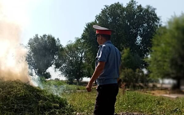 Отмечается, что с 5 по 11 июля милиционеры выявляют места произрастания конопли, а также проводят мероприятия по борьбе с наркопреступностью - Sputnik Кыргызстан