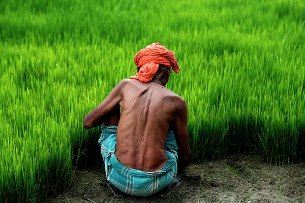 Выращивание риса в Индии - Sputnik Кыргызстан