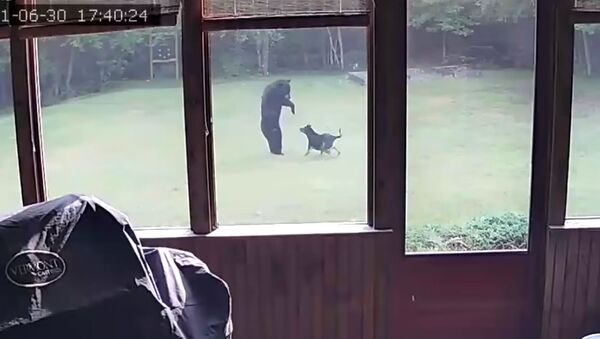 Медведь пришел в гости к людям и подружился с собакой — видео - Sputnik Кыргызстан