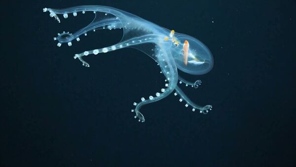 Айнектей болгон осьминог. Сейрек жаныбардын Тынч океандан тартылган видеосу - Sputnik Кыргызстан