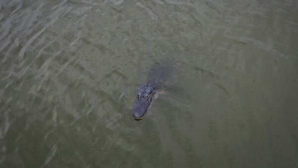 Аллигатор в реке. Архивное фото - Sputnik Кыргызстан