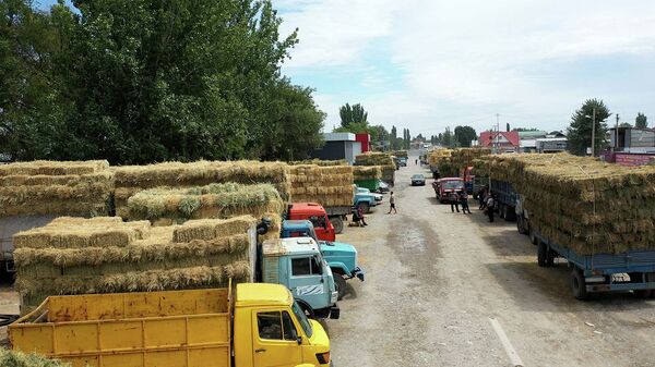 В Кыргызстане резко подорожали сено и корма — что говорят продавцы. Видео - Sputnik Кыргызстан