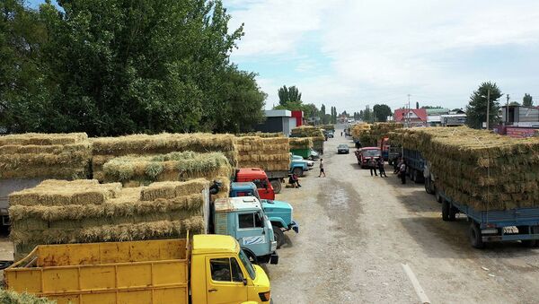В Кыргызстане резко подорожали сено и корма — что говорят продавцы. Видео - Sputnik Кыргызстан
