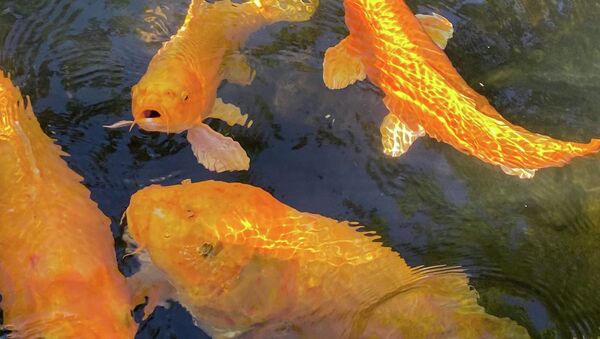 Золотые рыбки в водоеме - Sputnik Кыргызстан