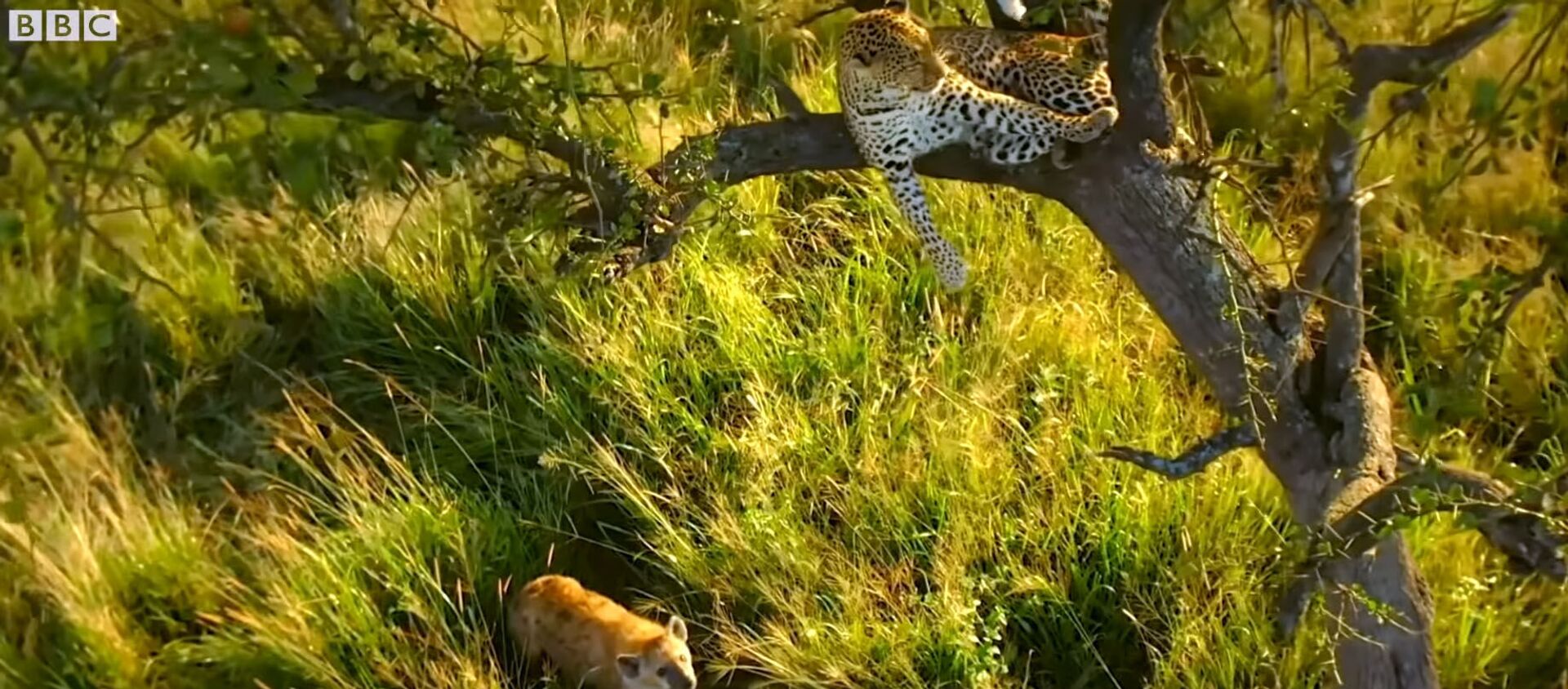 Буйвол помог детенышам леопардов спастись от гиены — видео - Sputnik Кыргызстан, 1920, 23.07.2021