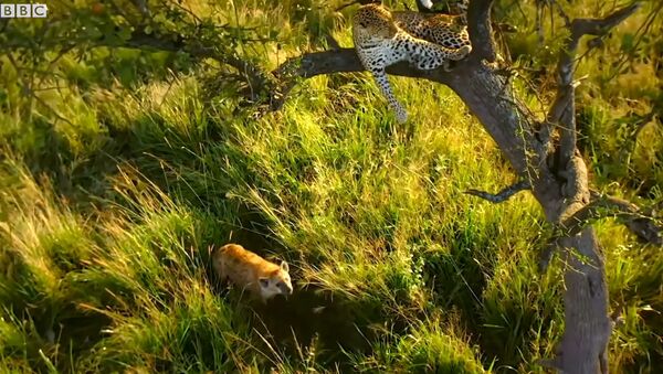 Буйвол помог детенышам леопардов спастись от гиены — видео - Sputnik Кыргызстан