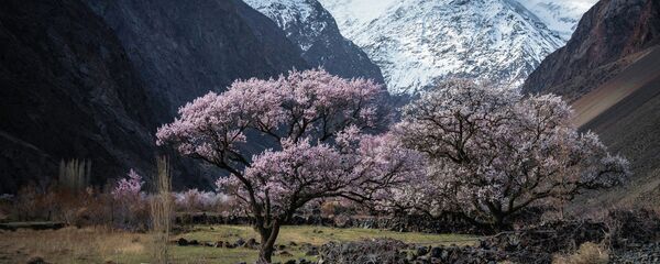 Цветение абрикоса в Баткенской области - Sputnik Кыргызстан